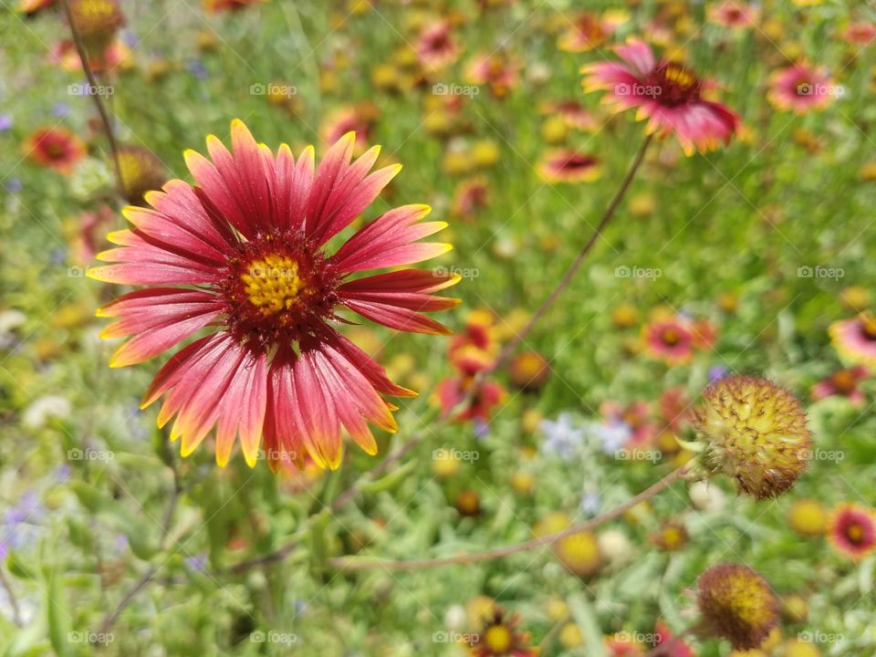 Desert Wildflowers