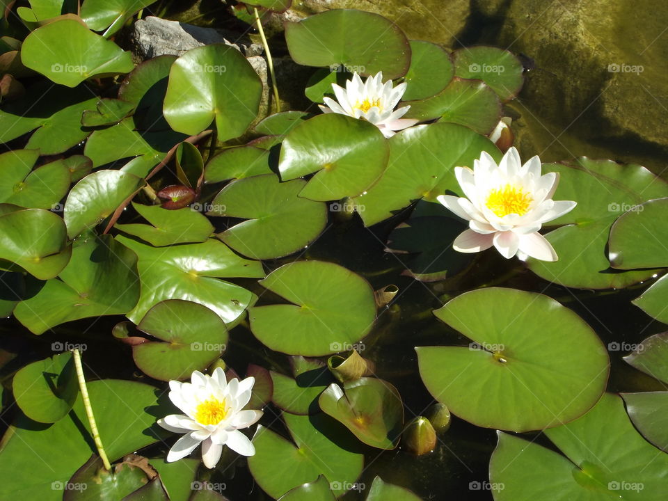 White Water Lilly Flowers