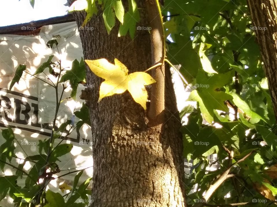 yellow leaf on tree