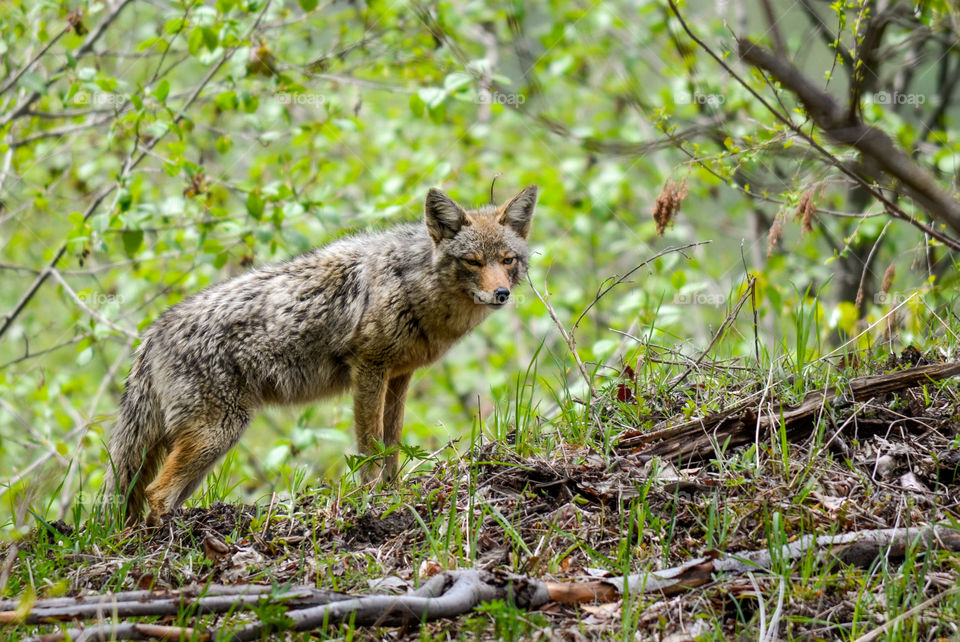 Side view of wild coyote in forestal with soft focus background