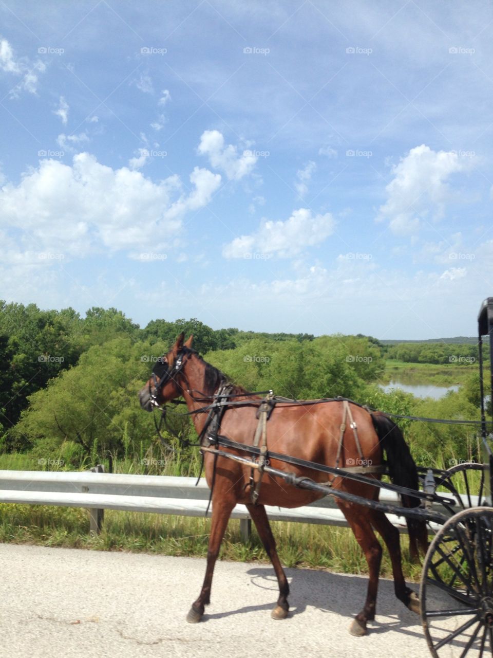 Amish horse on highway