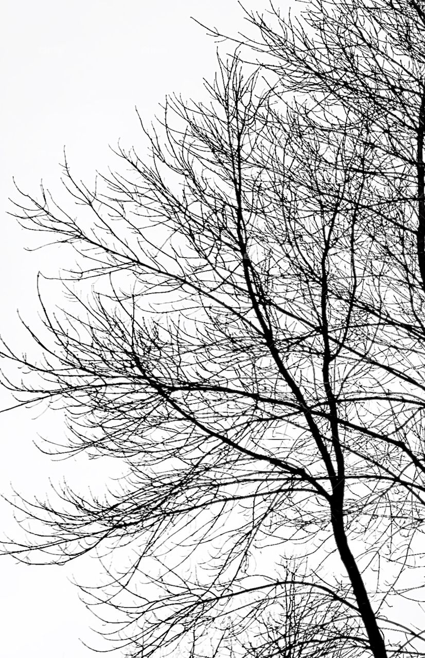 Spring tree waiting to bud