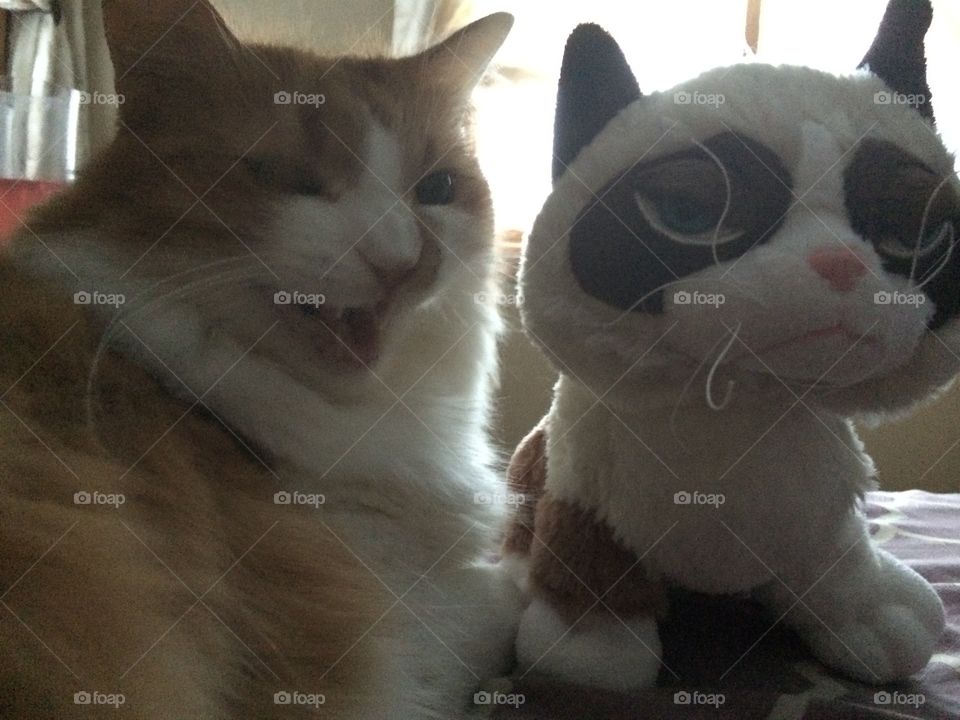 Grumpy cats. Niles n grumpy