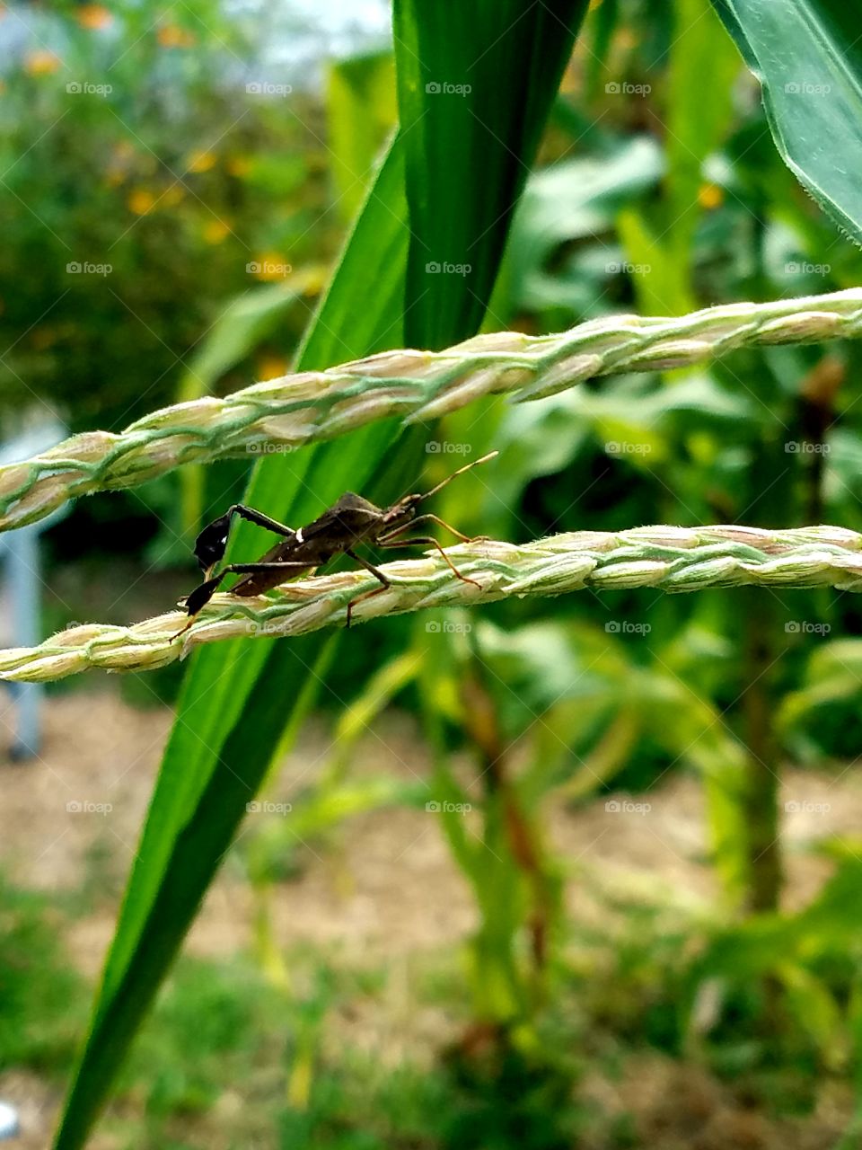 Boll weevil