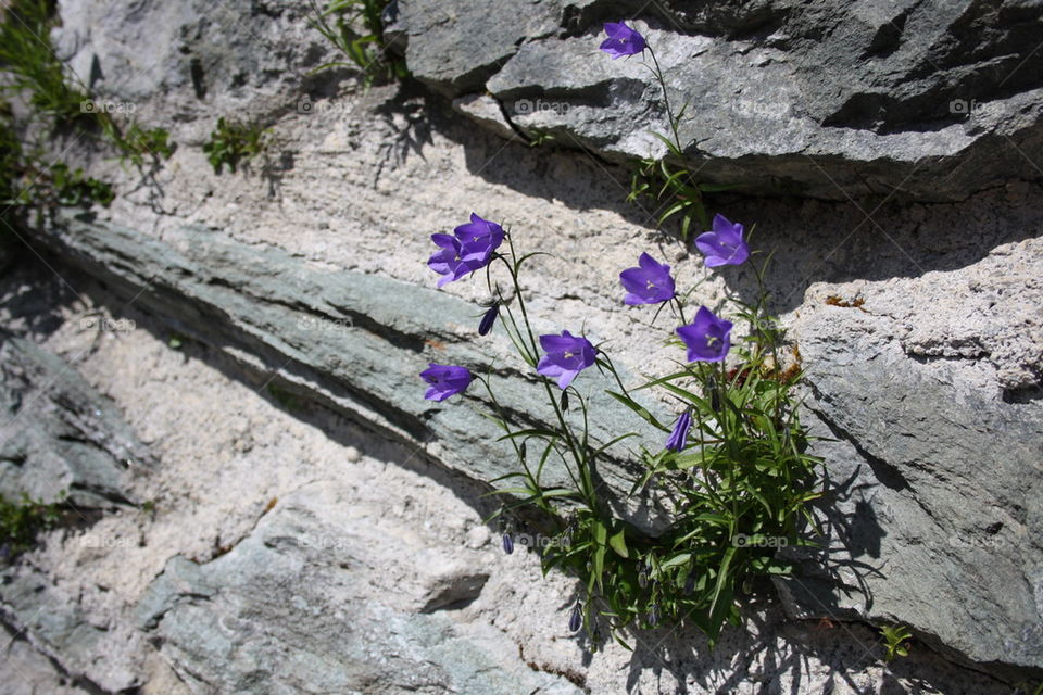 Flower on the rock