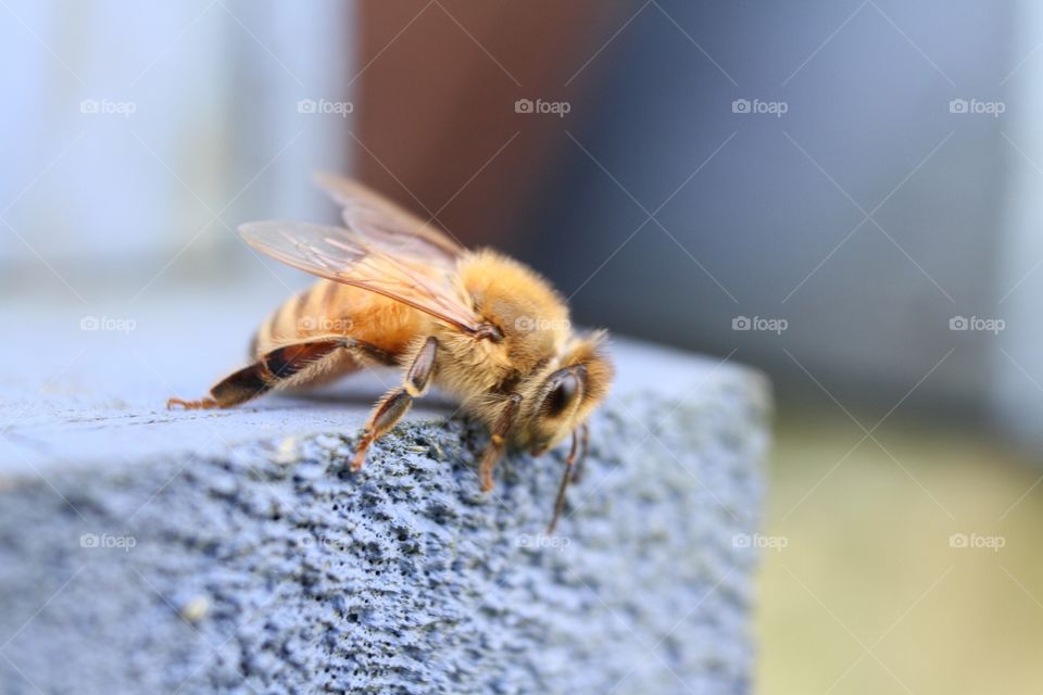 Bee close up