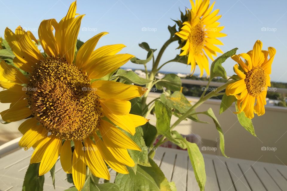 Sunflowers on a sunny terrace