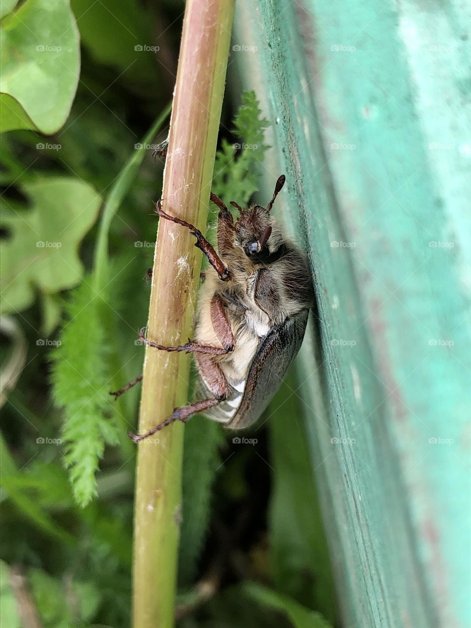 Майский жук