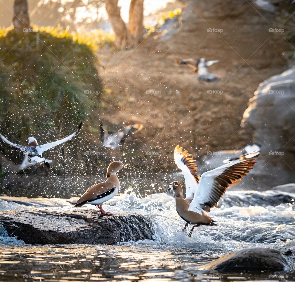 Birds playing in the river