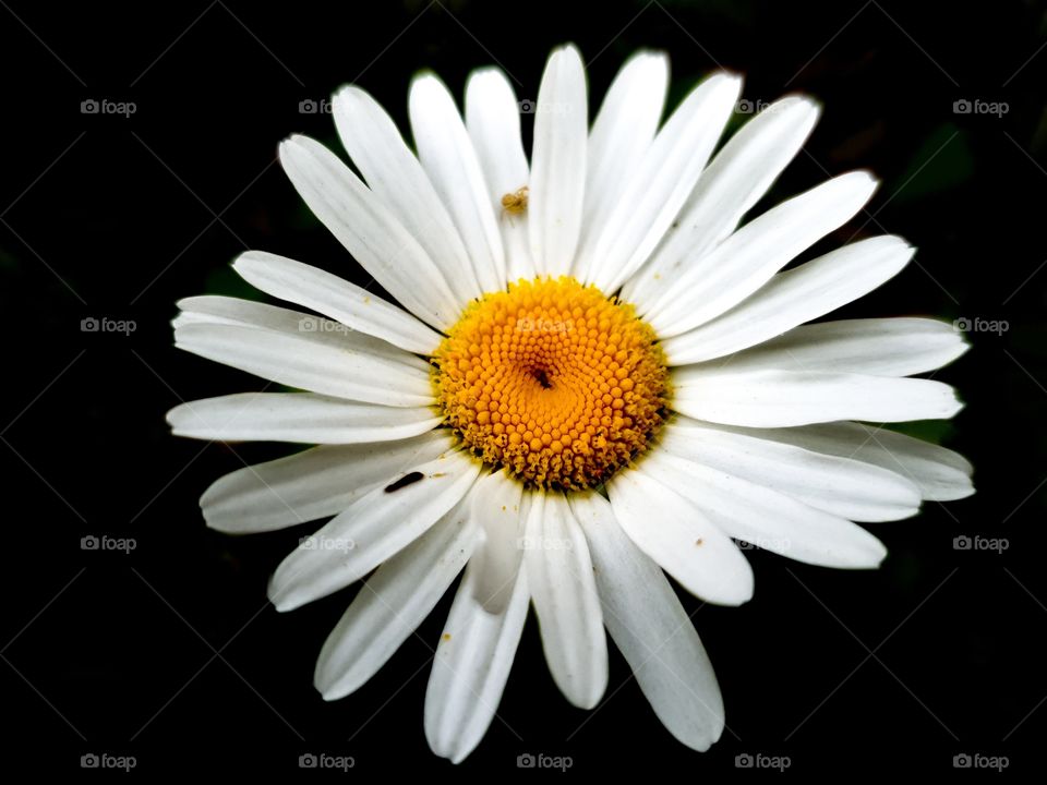 daisy flower with dark background