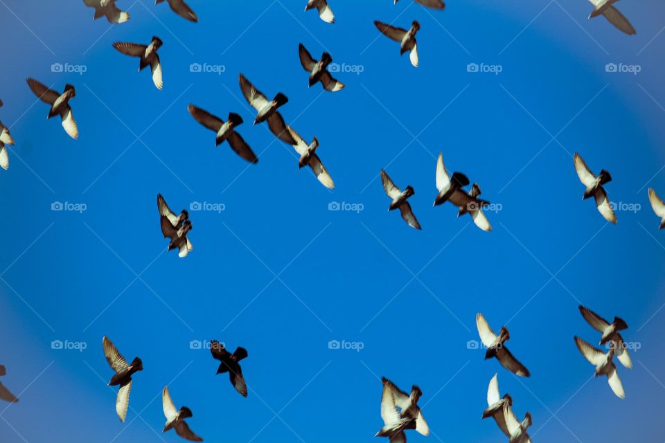 Flock of pigeons