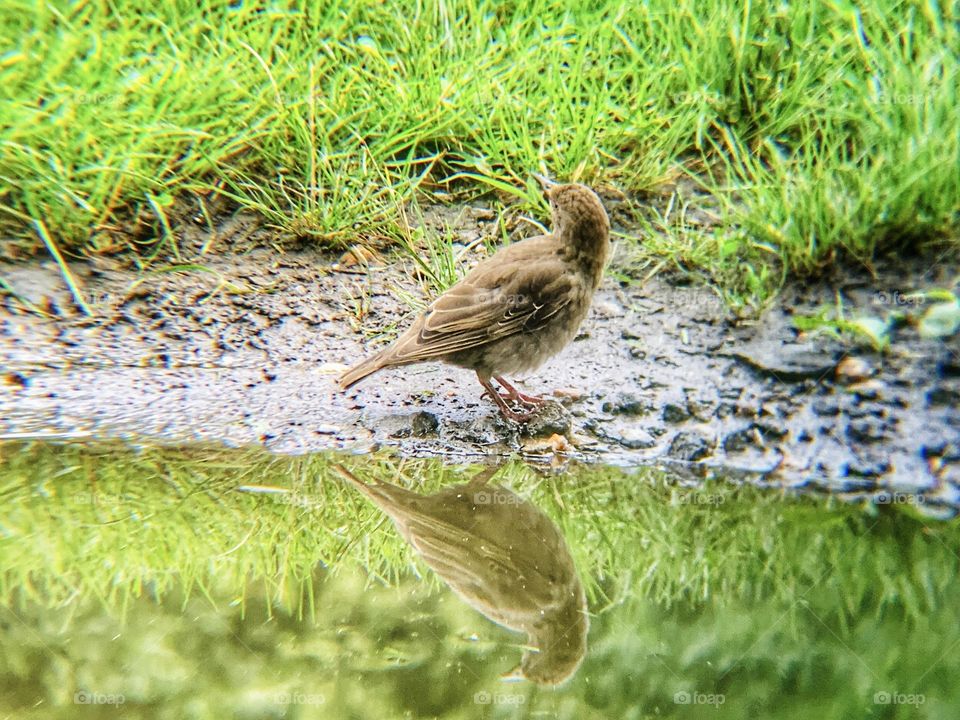 Sparrow’s looking back and it’s reflection