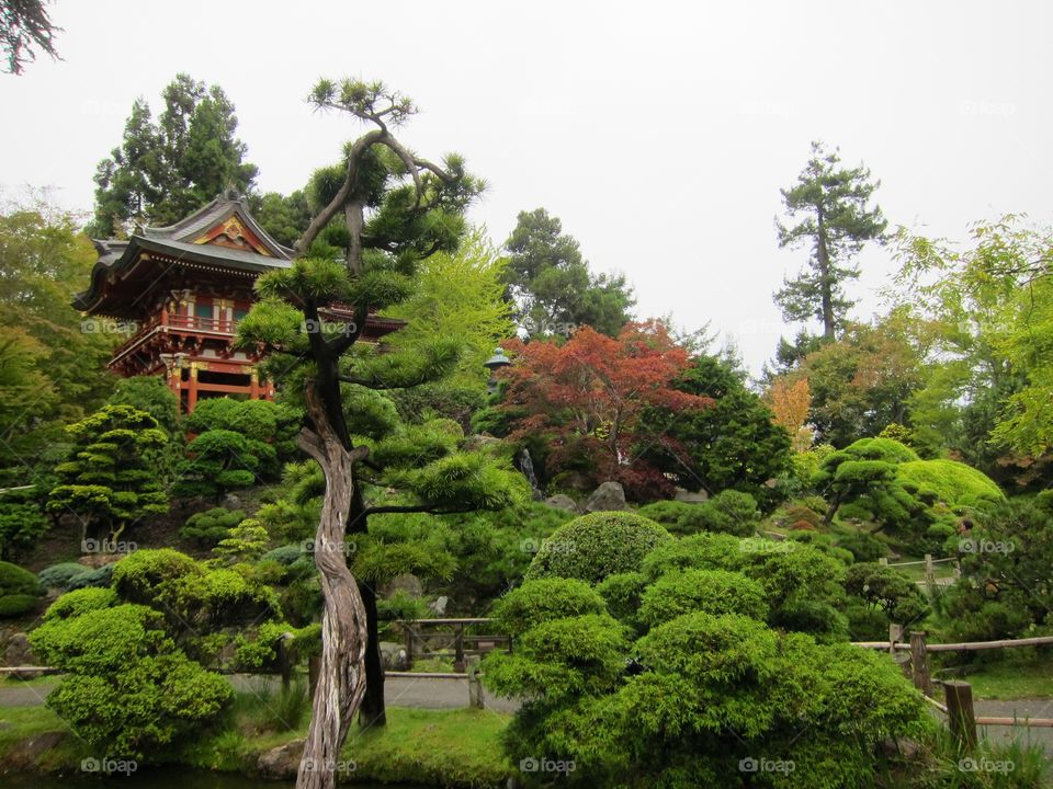 Japanese Garden 