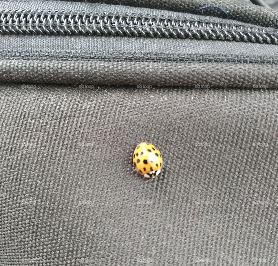 yellow and black bug