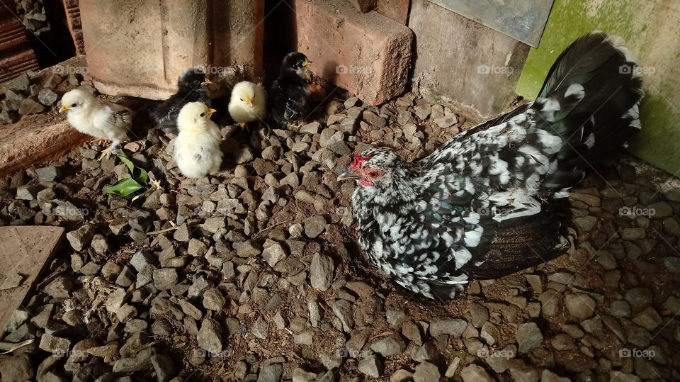 BANTAM Brahma GARNIZÉ