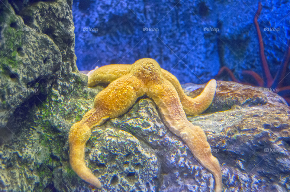 Starfish.