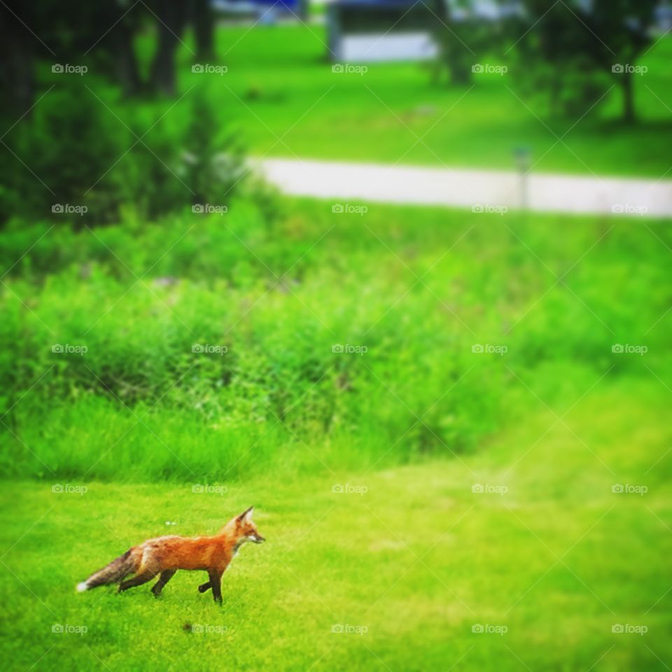 Fox trot 