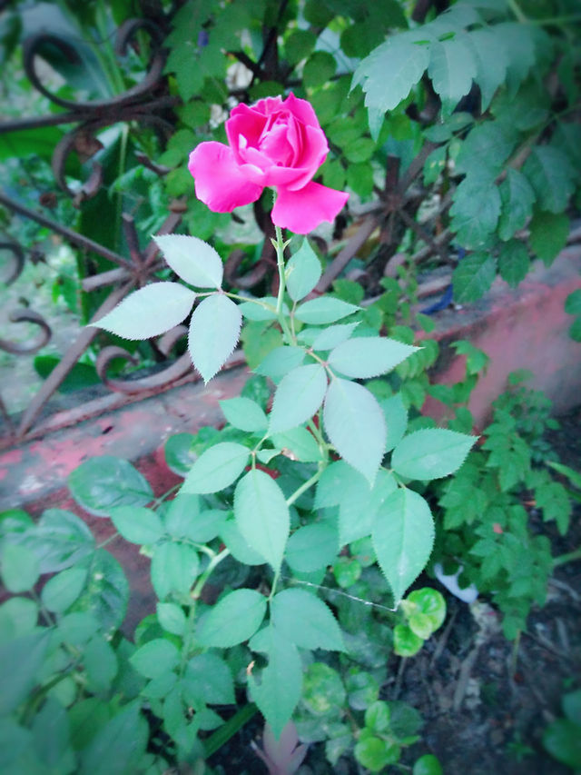rose