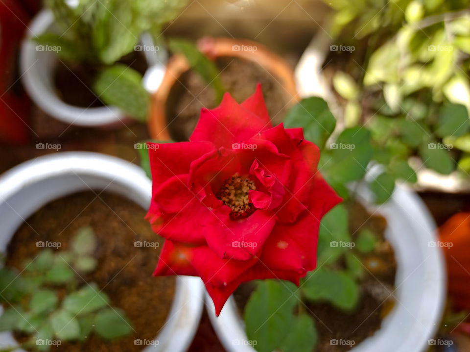 the red rose. when i going to my office i see this plant. it is beautifull