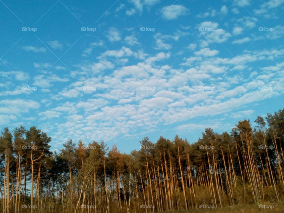 No Person, Landscape, Tree, Sky, Outdoors