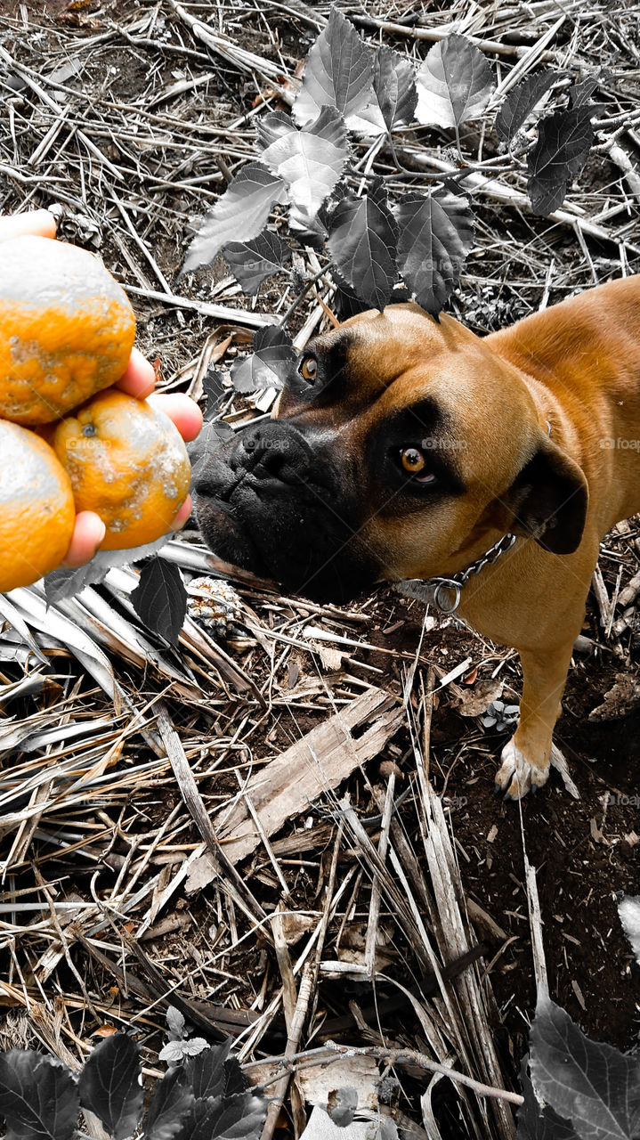 Cão cheirando frutas, limão.