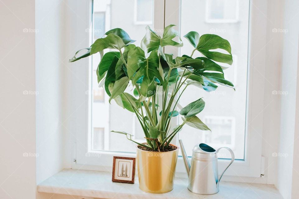 Houseplant, Vase, No Person, Leaf, Pot