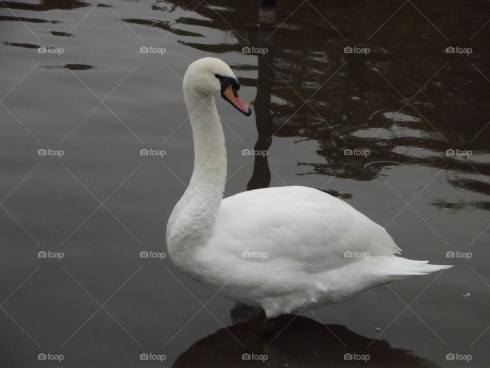 Swan, Bird, Lake, Water, No Person