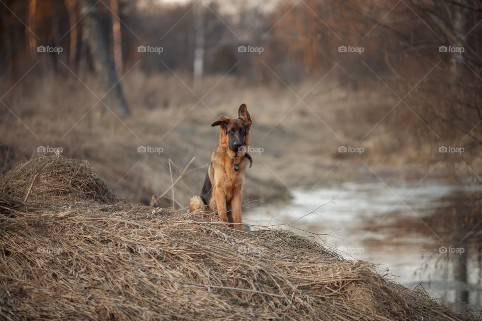 German shepherd 8-th months puppy in a spring forest near river