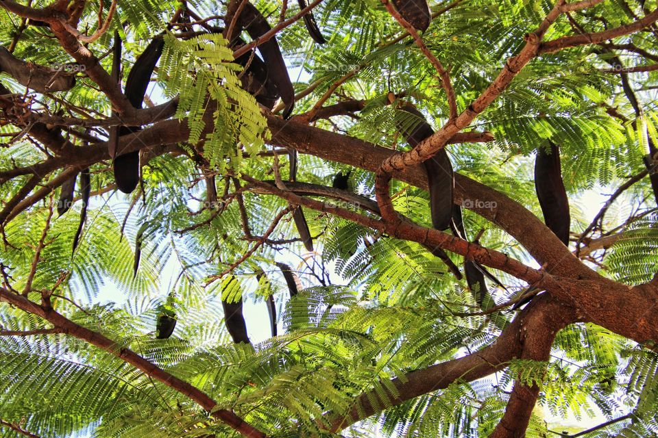 Close up of a carob tree with fruit