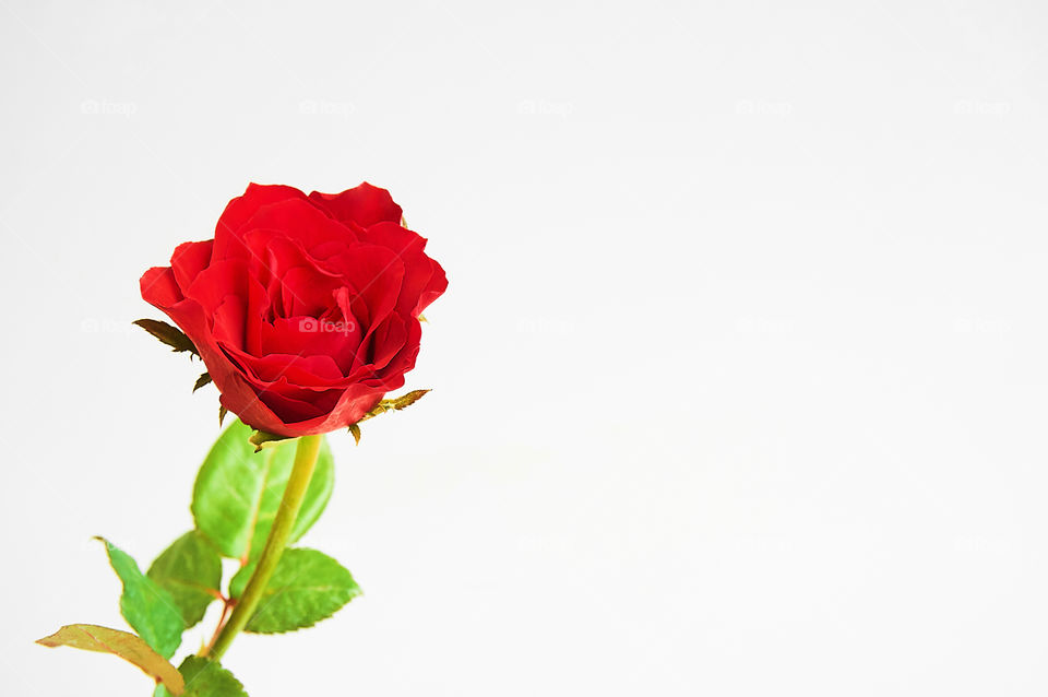Red rose flower on gray background 