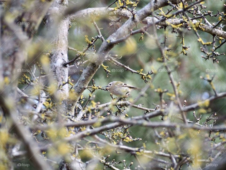Goldcrest