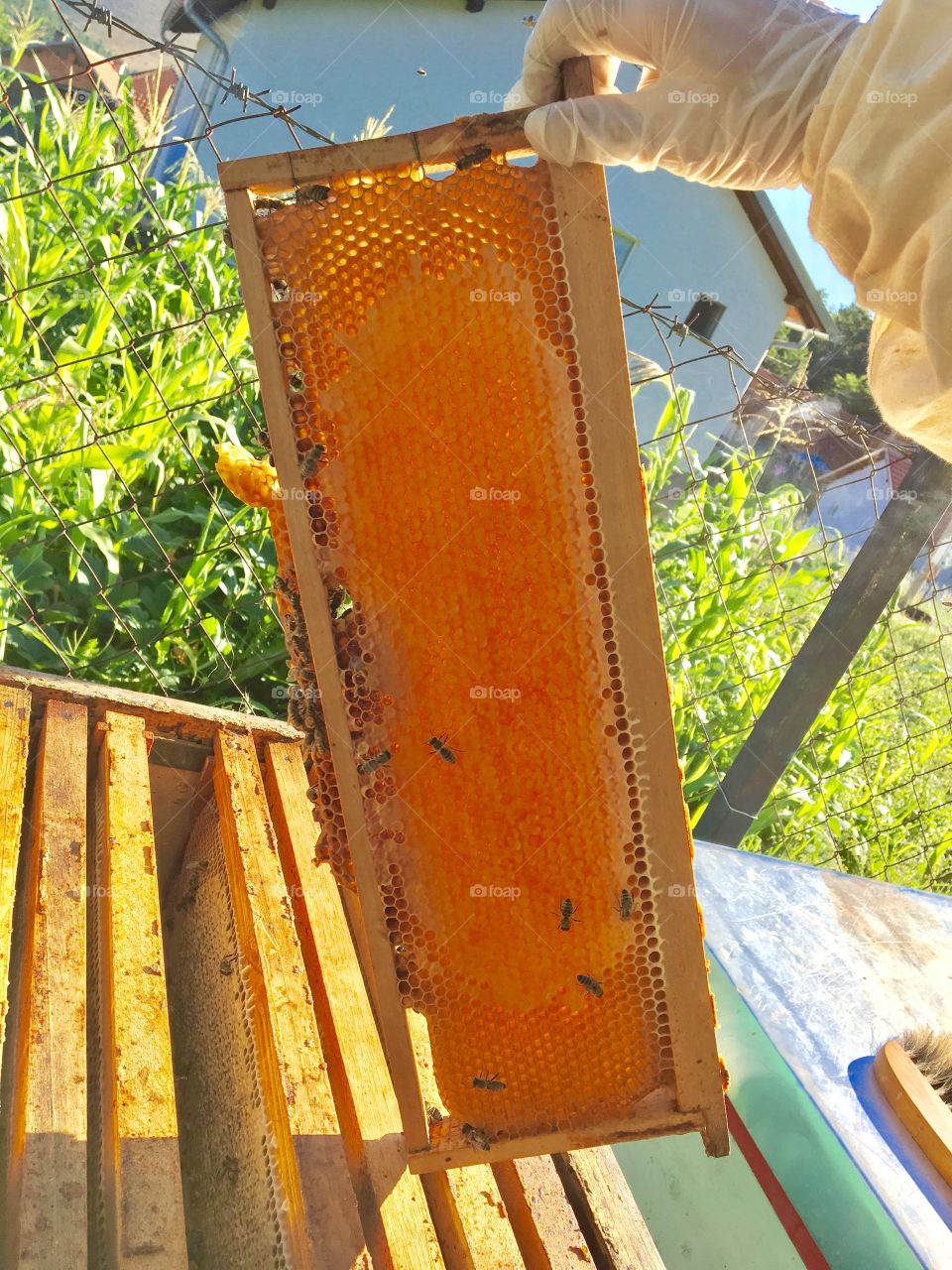 Beekeeping