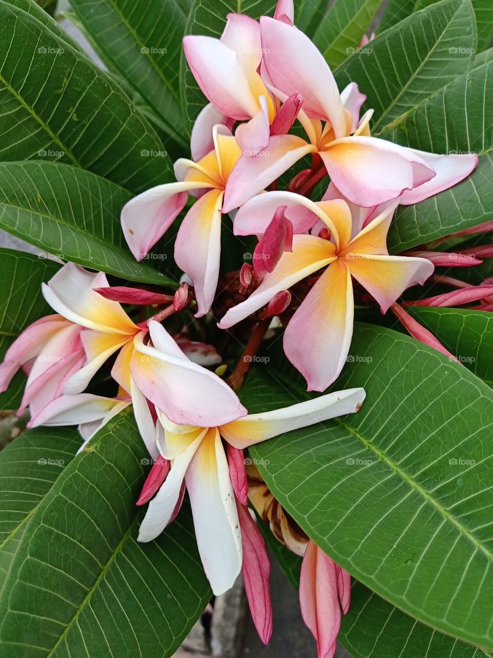 Beautiful Plumeria Flowers