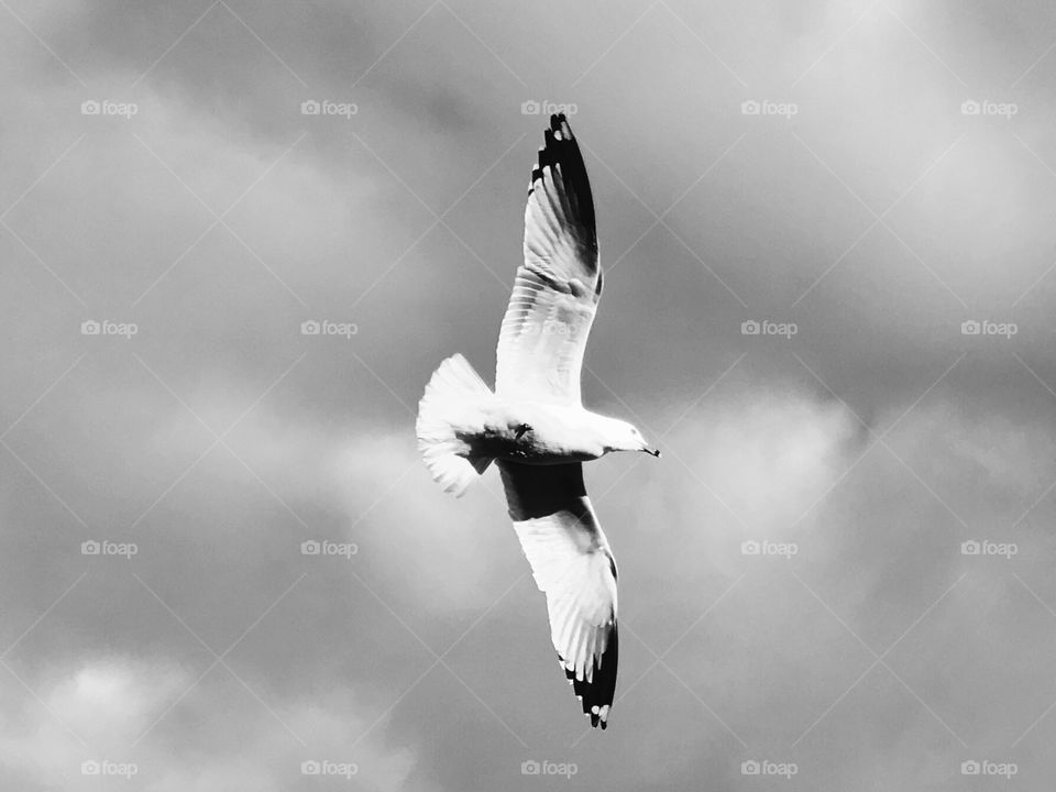 Mono Seagull