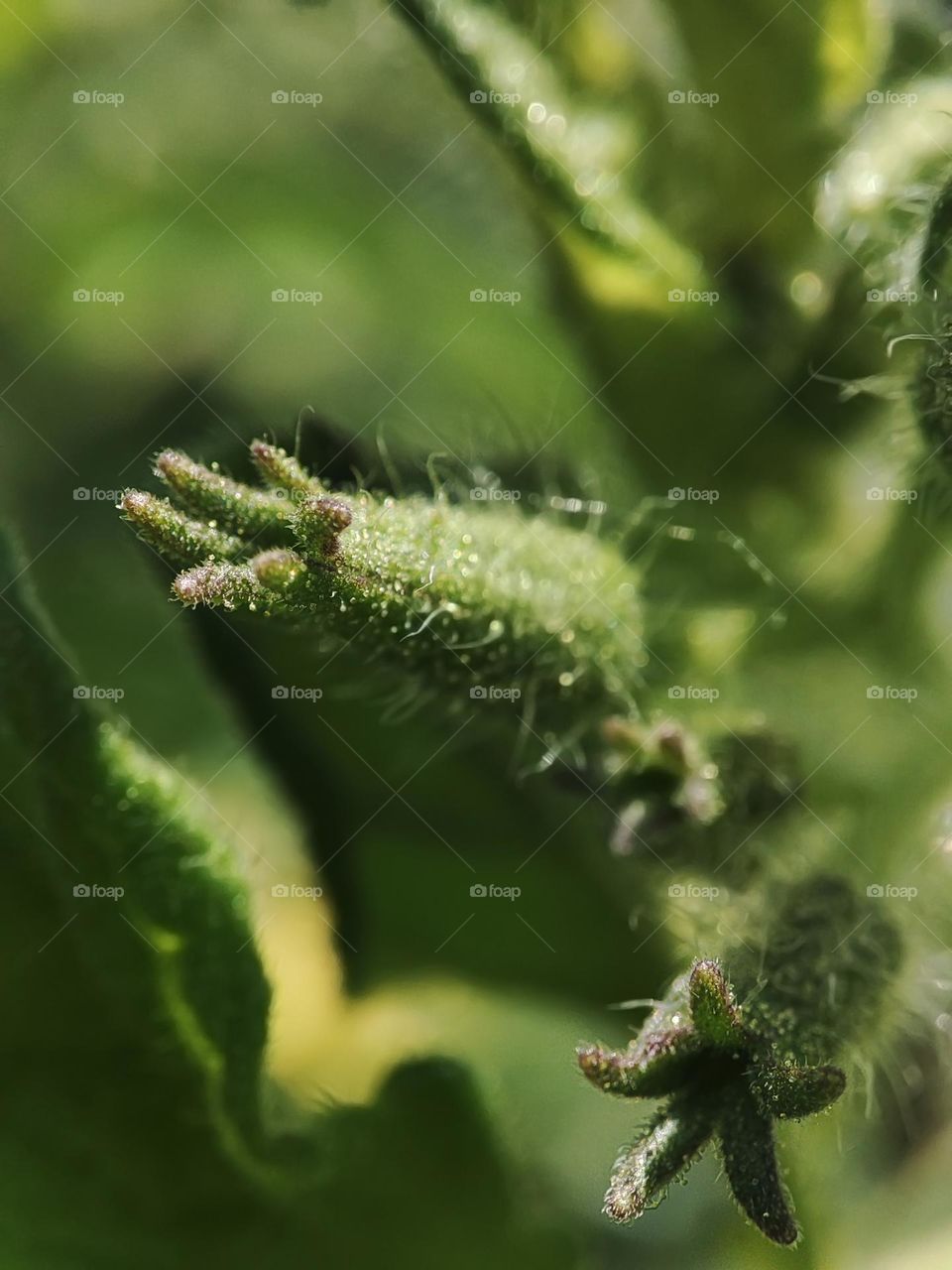 Macro photo of green grass growing in the garden