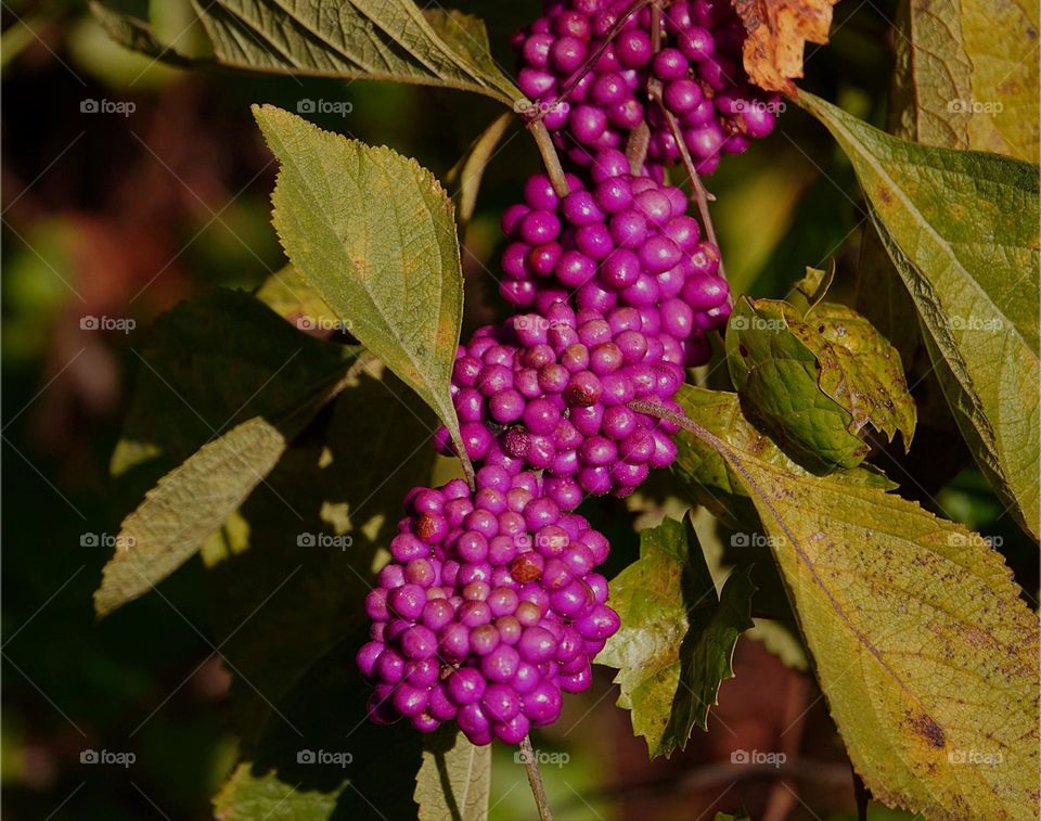 Vivid colored berries brighten the garden.
