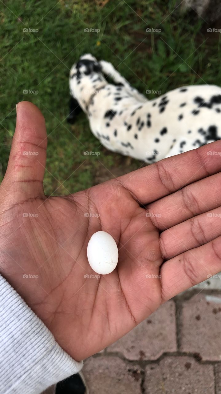 Un huevo 