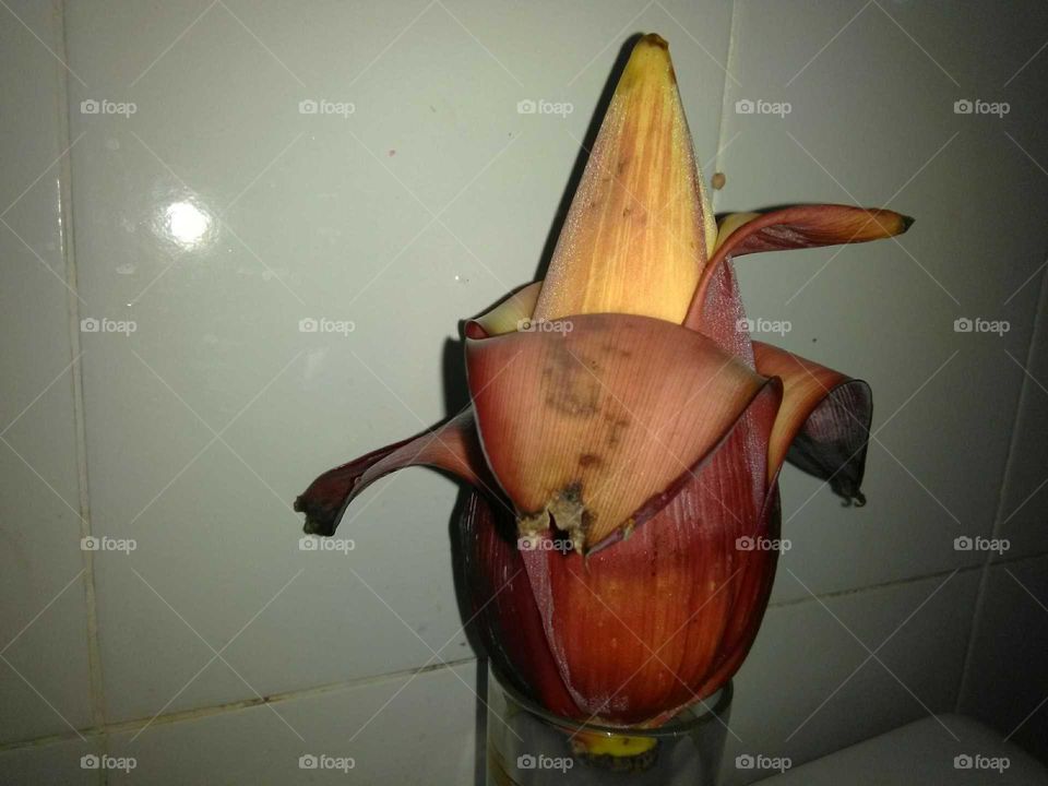 Banana Flower