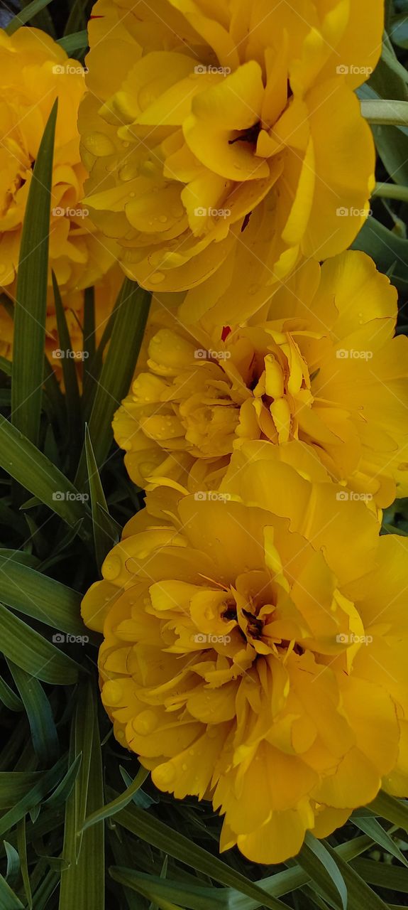 yellow flowers