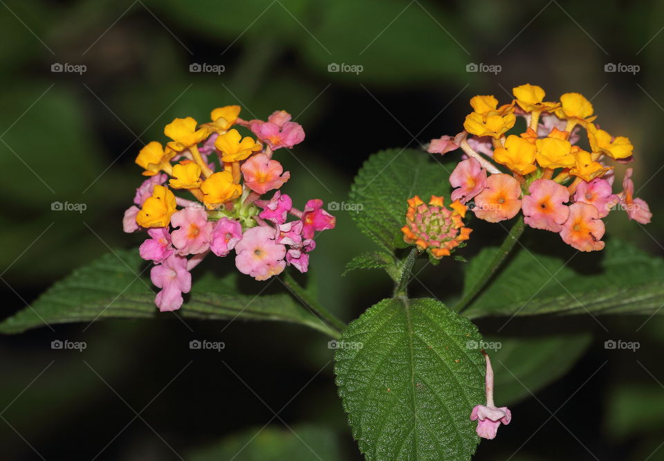 Marigold of wild. The bushes plant may grown for metres at the side of roadway. Colour of unqie interest , but there's in pale coloured category.