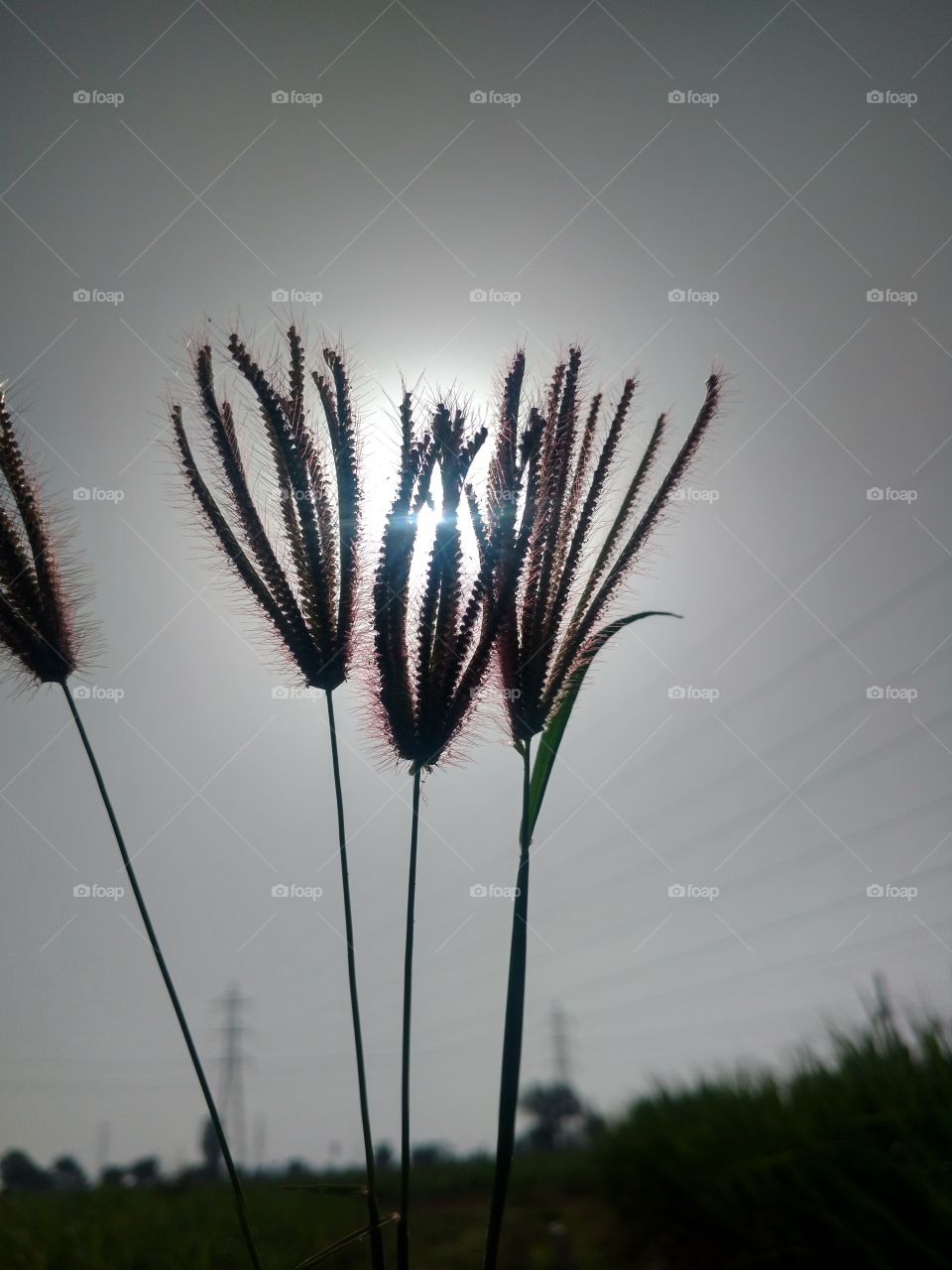 Photography with Beautiful GRASS.