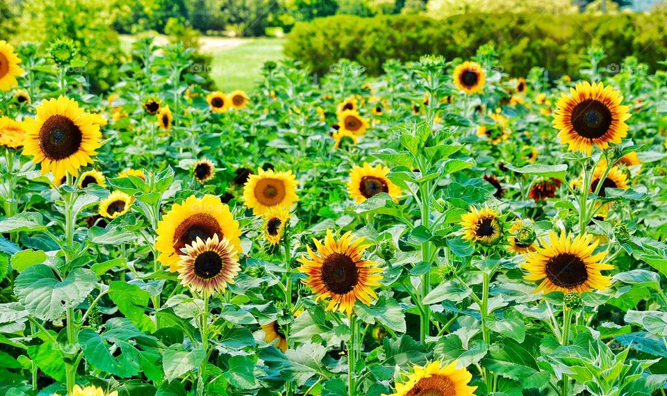 Field of sunflowers 