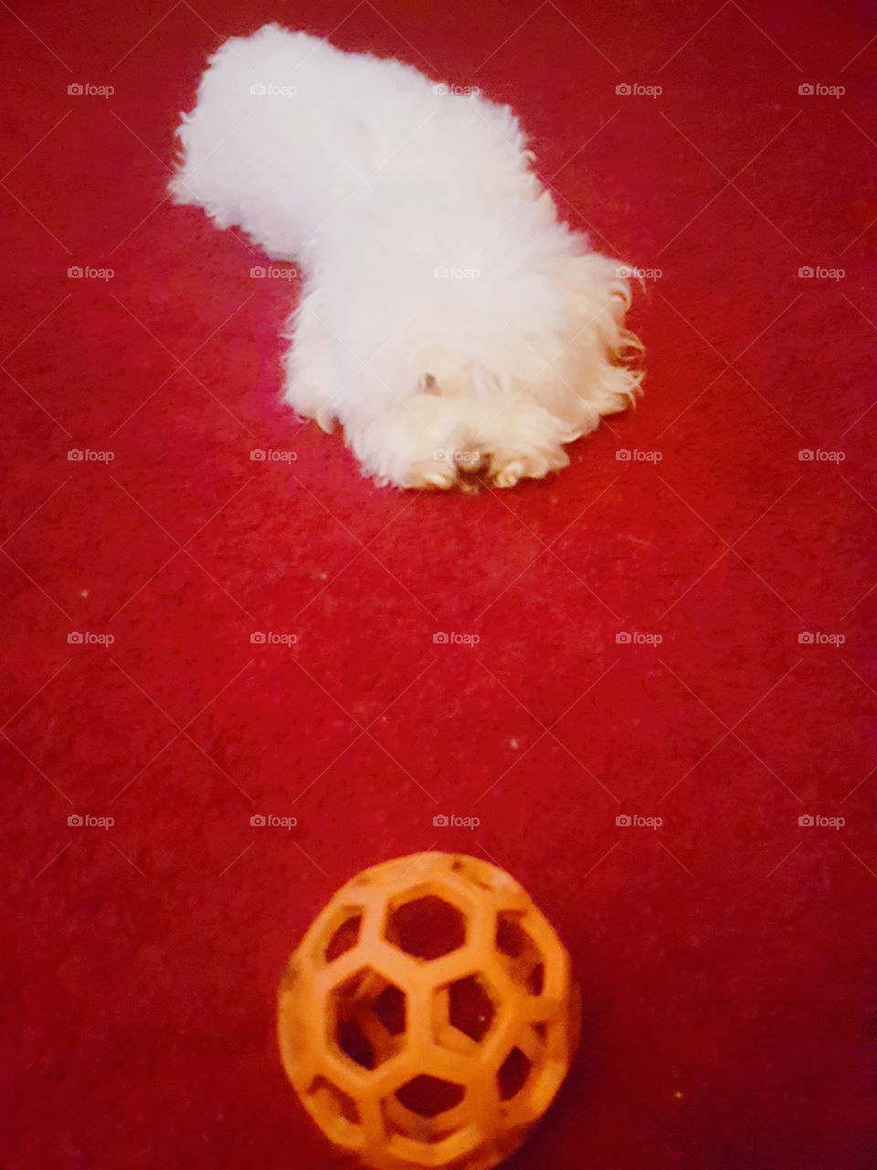A Dog & Her Ball