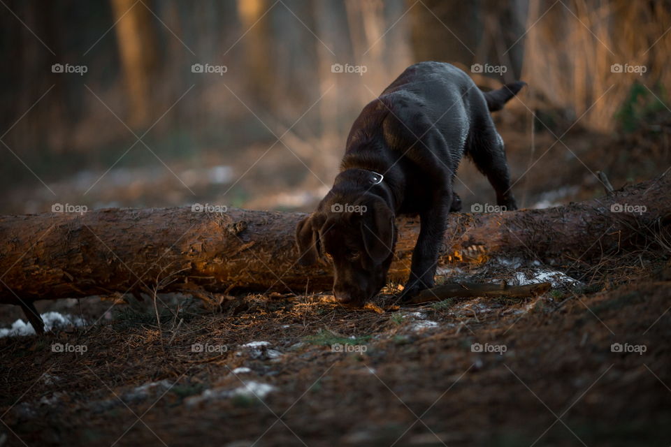 Funny brown Labrador dog in spring forest