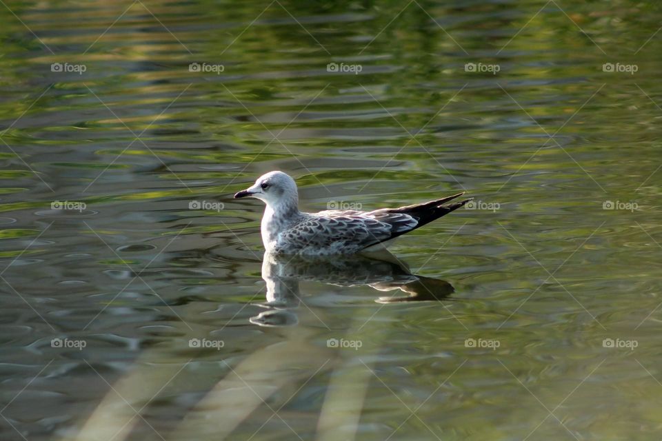 Seagull