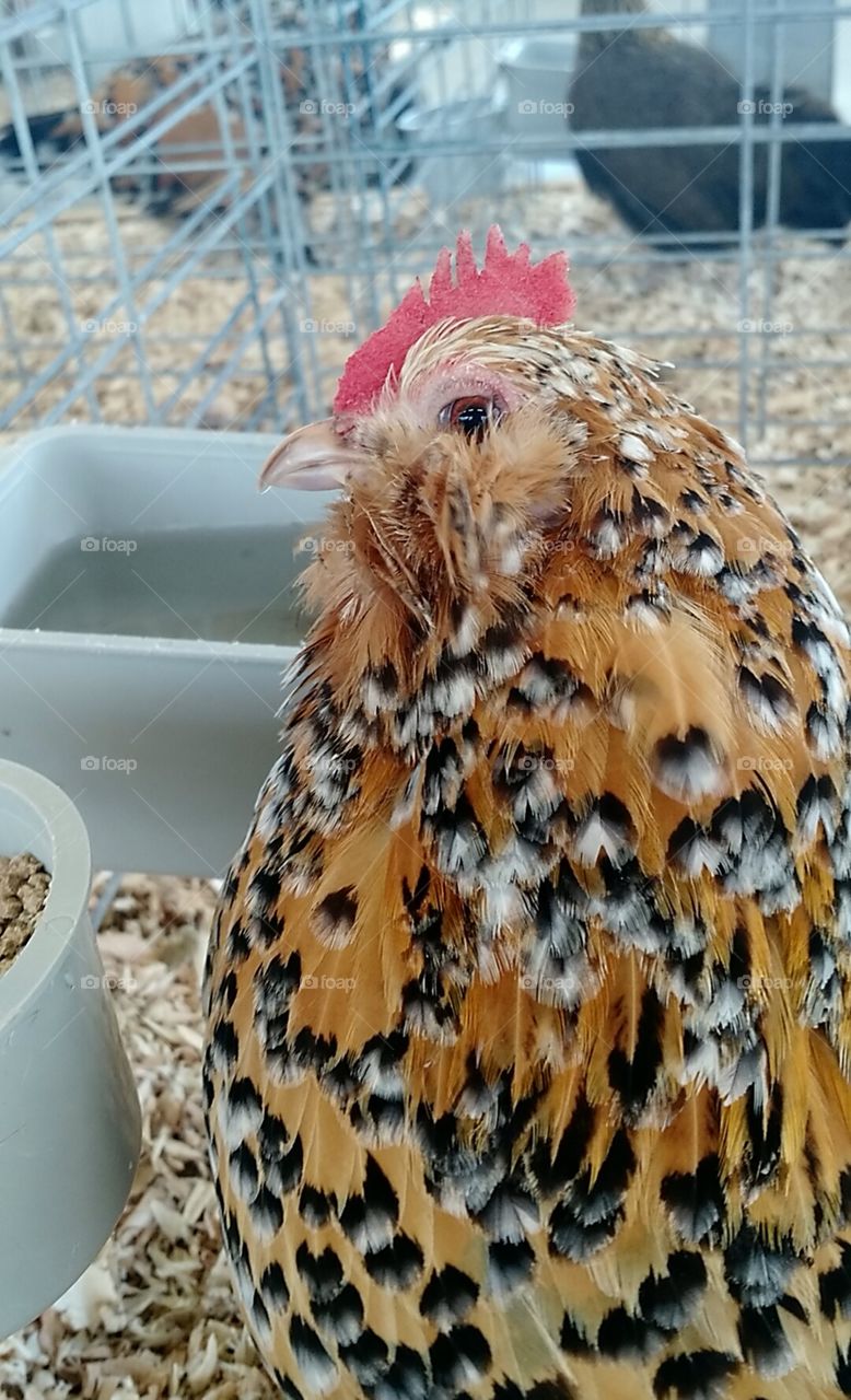 Brown chicken. county Fair