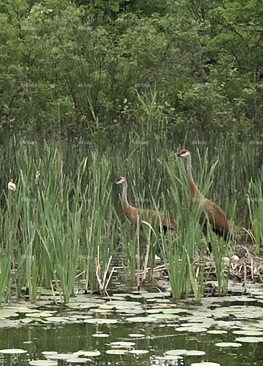 Sand Cranes Near  Nest