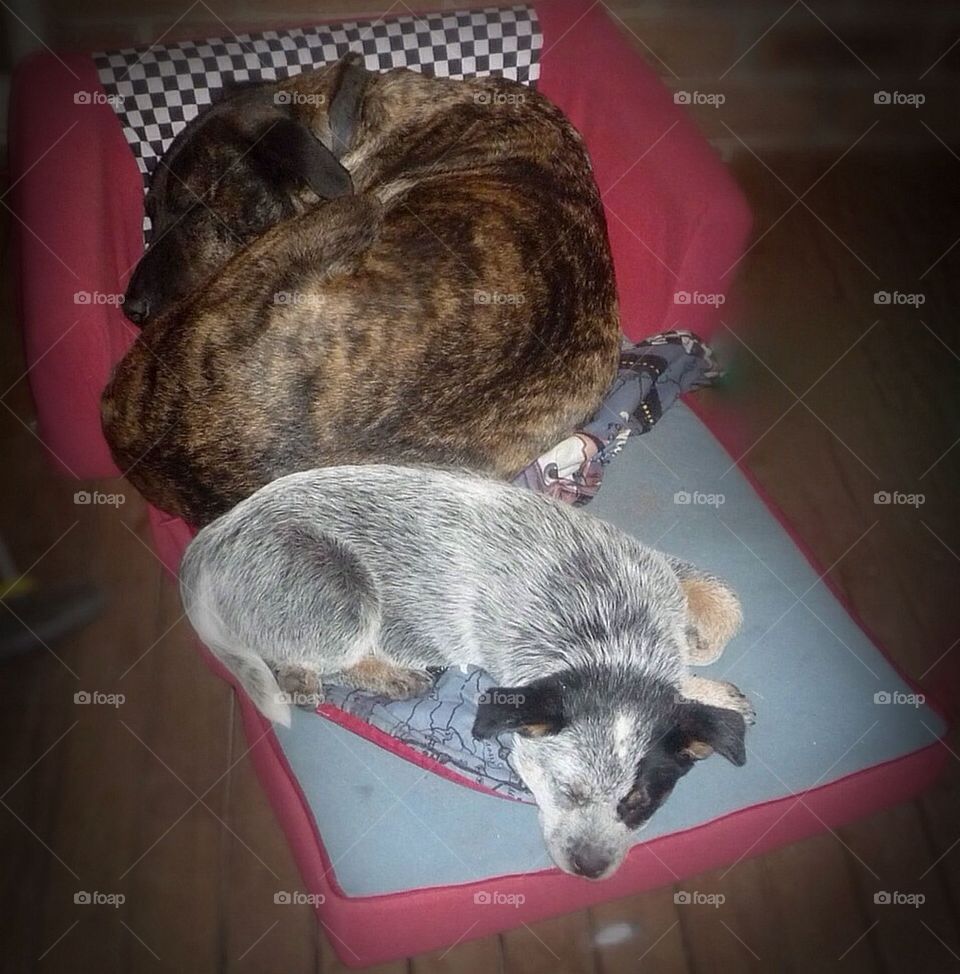 Pet dogs snuggling up on the kiddies couch!