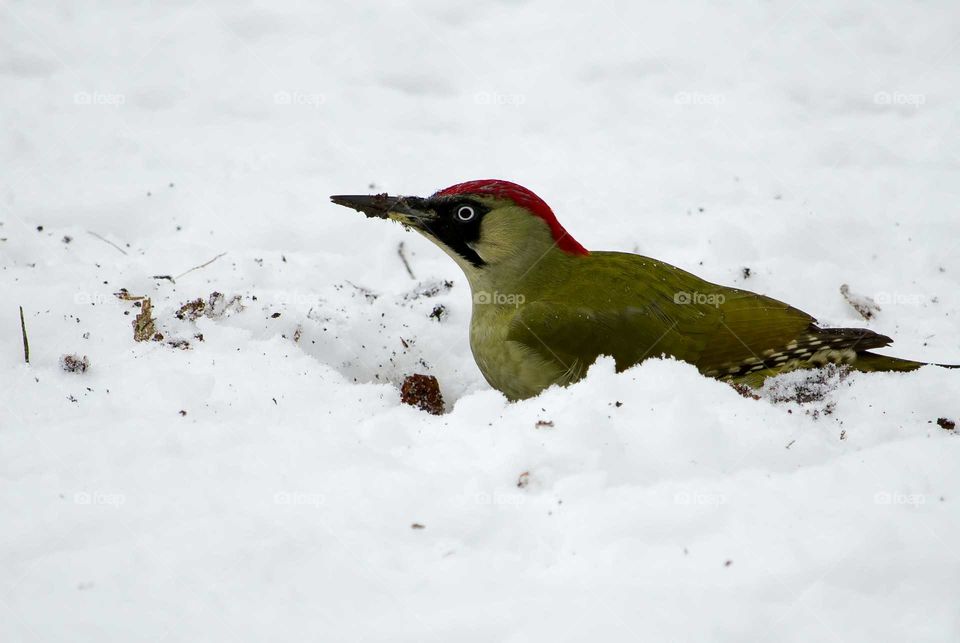 Green woodpecker