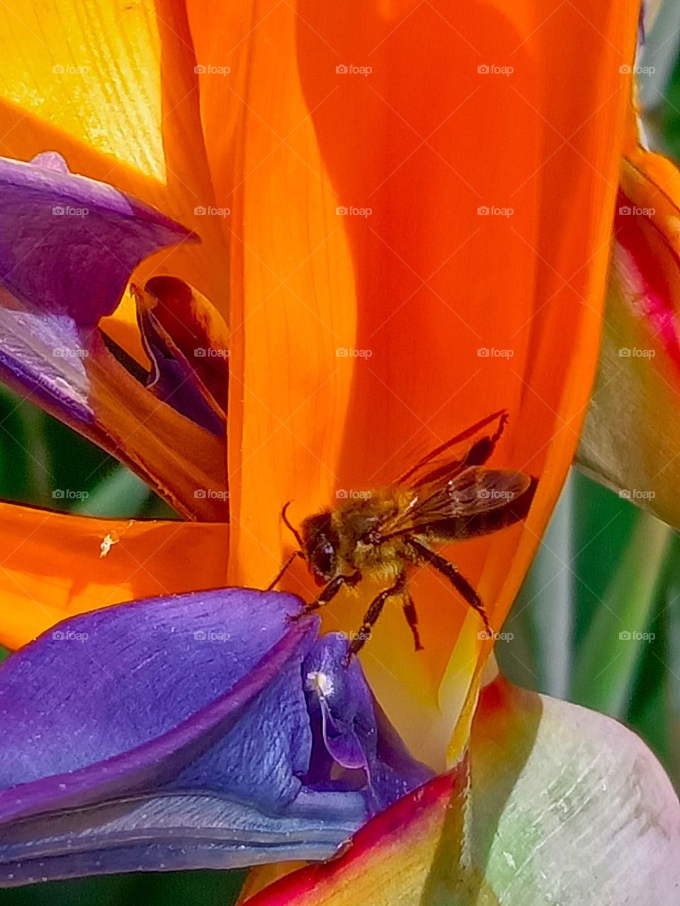 flowers and bee